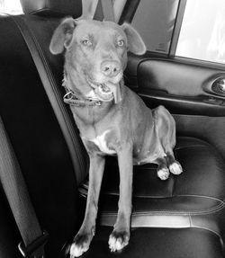 Portrait of dog sitting in car