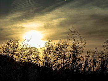 Silhouette trees against sky during sunset