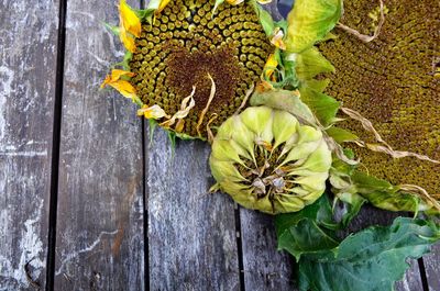 Close-up of flowers on wooden plank