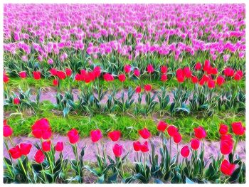 Pink flowers blooming on field
