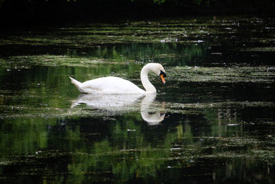 Swan on lake