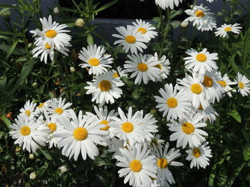 Close-up of white daisy flowers