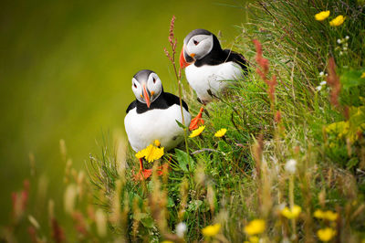 Close-up of puffins on field