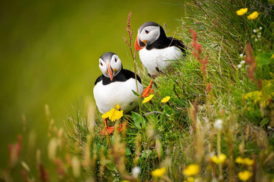 View of birds on land