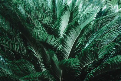 Close-up of palm tree