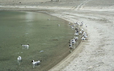 High angle view of seagulls on beach