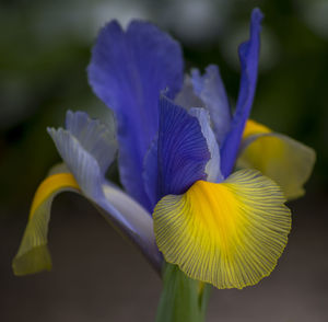 Close-up of purple iris flower