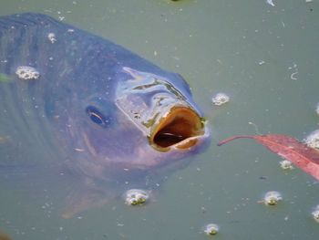 Close-up of fish swimming in water