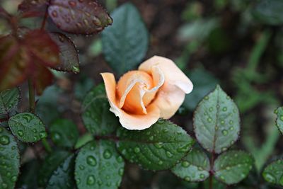 Close-up of rose on leaf