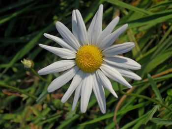 Close-up of daisy flowers