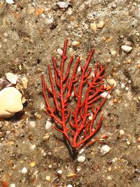 High angle view of crab on ground