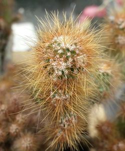 Close-up of cactus