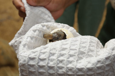 Cropped hand holding hatchling hatching from egg