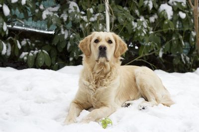 Portrait of dog sitting on snow