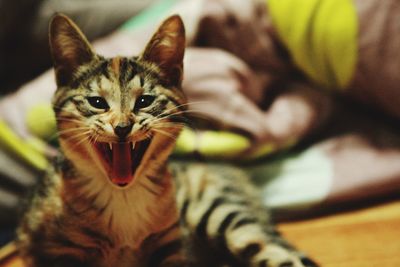 Close-up portrait of kitten at home