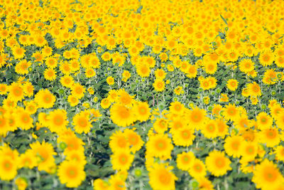 Full frame shot of yellow flowering plants