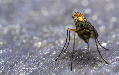 Close-up of mosquito