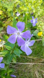 Close-up of purple flowers blooming outdoors