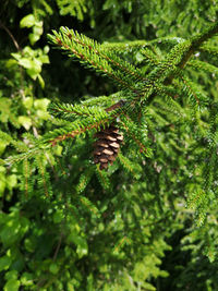 Close-up of fern growing on tree