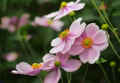 Close-up of pink flowering plant