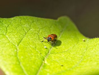 Close-up of insect on leaf