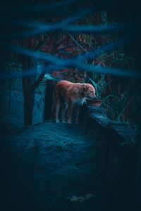 Dog standing by plants outdoors at night