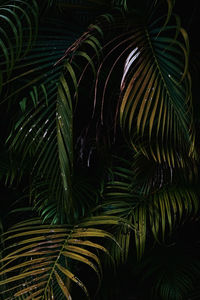 Close-up of palm tree