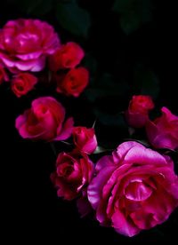 Close-up of pink roses against black background