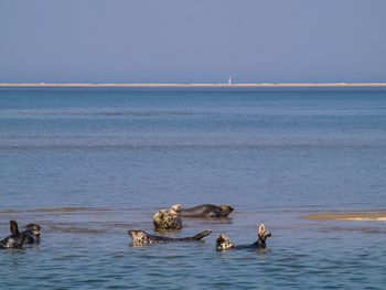 Ducks swimming in lake