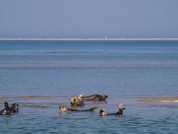 Seals swimming in the sea