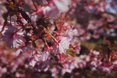 Close-up of plum blossoms growing on tree