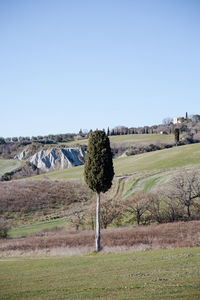 Scenic view of field against clear sky