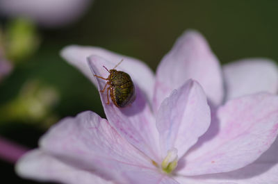 Close-up of bug on purple flower