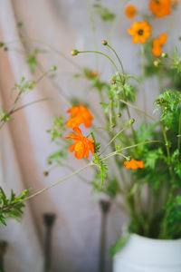 Close-up of yellow flowering plant