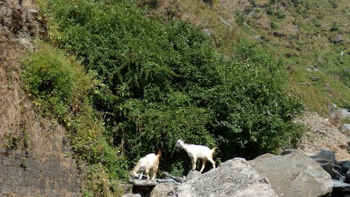 High angle view of sheep on land