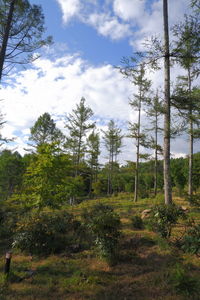 Trees on field against sky