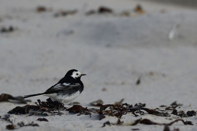 Close-up of bird perching on a land