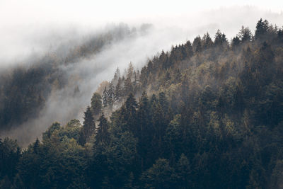 Scenic view of forest against sky during foggy weather