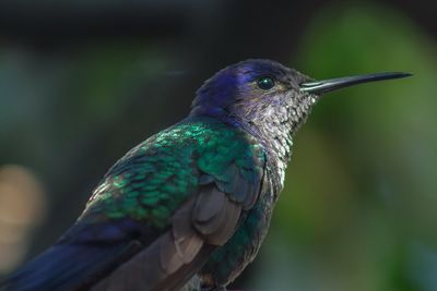 Close-up of a bird