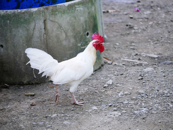 View of a bird on a field