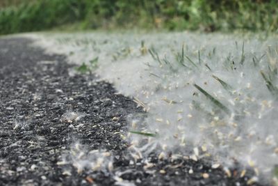 Close-up of plant growing on field