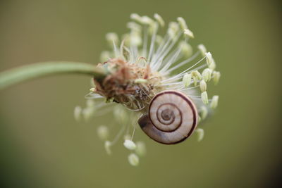 Close-up of snail on plant