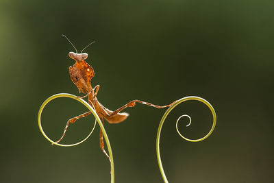 Close-up of spider on web