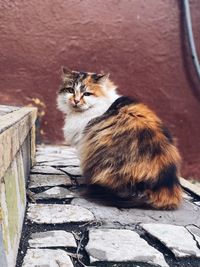 Portrait of cat sitting on wall