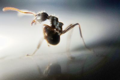 Close-up of spider