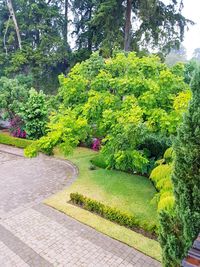 Plants and trees in park