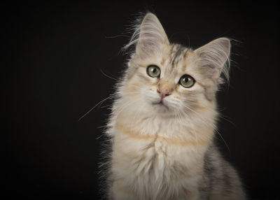 Pretty siberian kitten portrait looking at the camera on a black background 