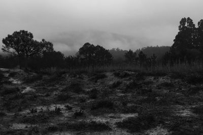 Trees on landscape against sky