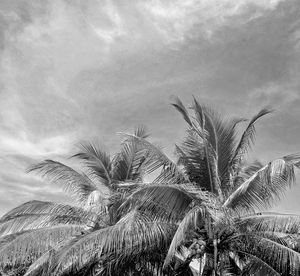 Low angle view of palm tree against sky