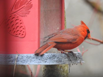 Close-up of bird perching on wood